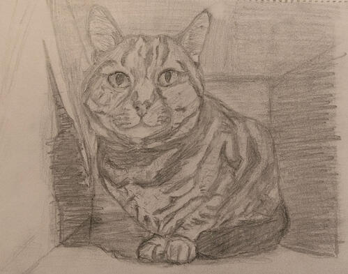 Cat Sketch